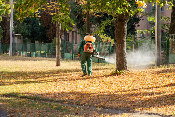 Best Flea Control Services  in Shelby, OH