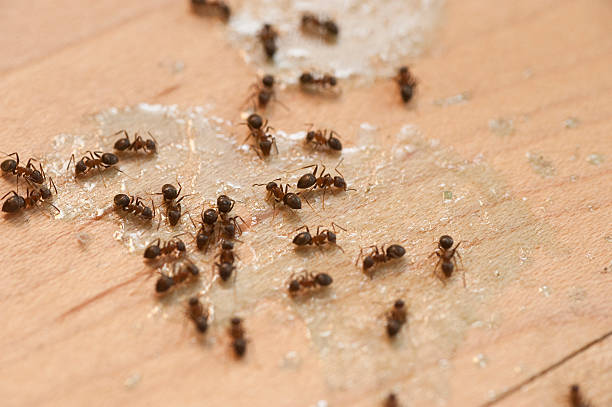Best Best Pest Control Companies  in Shelby, OH